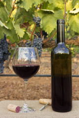 Glass and bottle of wine in vineyard at harvest