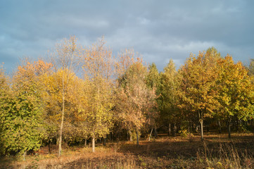Autumn in the park