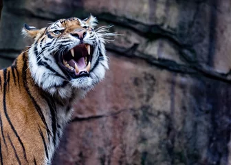 Papier Peint photo Lavable Tigre tigre