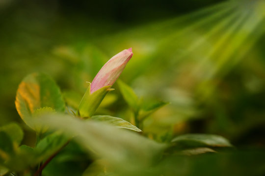 Pink the shoeflower or china rose, genus Hibiscus in green garden affer raining  background