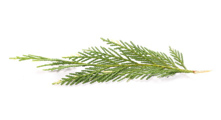 pine branch isolated on white background
