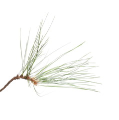 Obraz premium pine branch isolated on white background