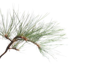 Naklejka premium pine branch isolated on white background