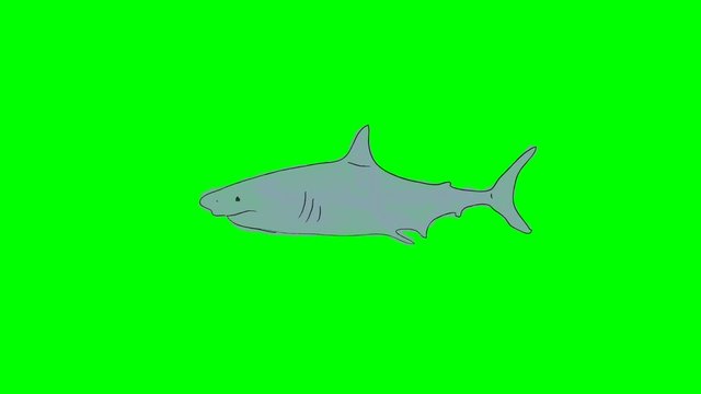 Real Cartoon Shark Swimming on a Green Screen Background