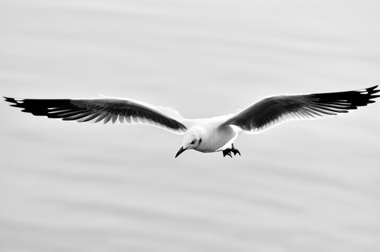 Black and white Seagulls flying 