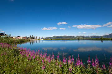 Obraz premium Blue lake and purple flowers near mountains