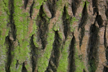 bark