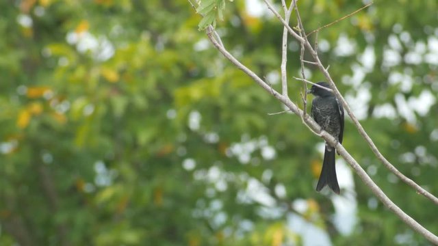 Black drongo bird is flying from the tree branch