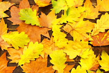 Naklejka na ściany i meble Colorful autumn leaves on old wooden background