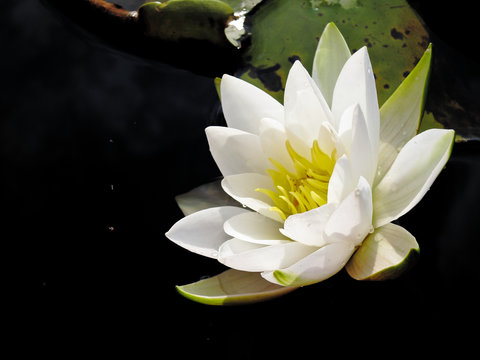 Blooming flower white water lily on dark water of pond. (Nymphaea alba)