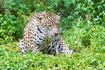 Jaguar in wildlife park
