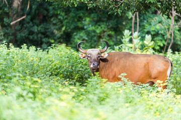 Naklejka na ściany i meble Banteng are hiding in the forest.