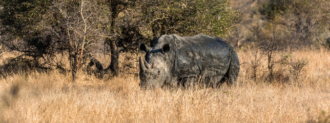 Rhinocéros Blanc