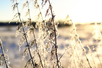 branch of the plant covered with snow winter macro