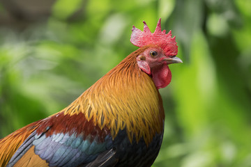 Image of a cock on nature background. Rooster