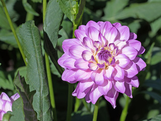 Dahlien, Dahlias