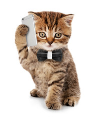 Small funny kitten with mobile smart phone and tie isolated on white