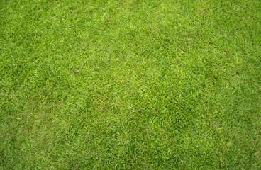 Fototapeta na wymiar Green grass lawn