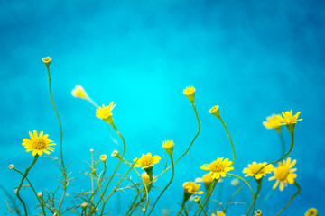 small pretty yellow daisy on blue background