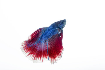 Beautiful betta fish isolated on white background