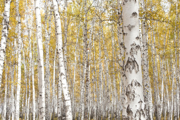 autumn birch forest