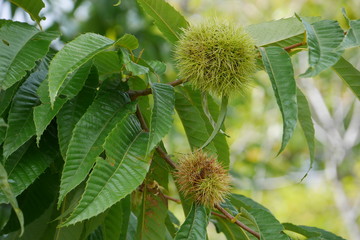 Young green chestnuts on its tree