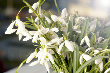 Obraz premium the sun on the window sill delicate bouquet in glass vase