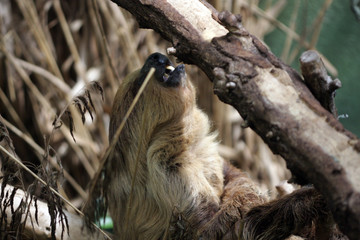 Sloth hanging on a branch © Jackie