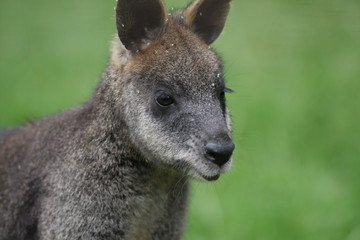 Wallaby close-up