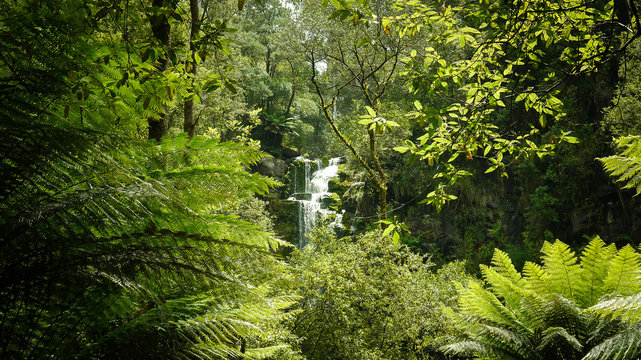 Gemäßigter Regenwald bei den Erskine Falls, Great Ocean Road in Australien