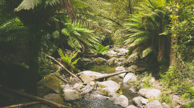 Gem&auml;&szlig;igter Regenwald bei den Erskine Falls, Great Ocean Road in Australien