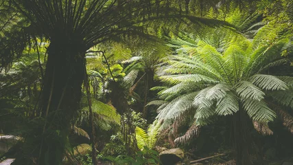 Poster Im Rahmen Gemäßigter Regenwald bei den Erskine Falls, Great Ocean Road in Australien © kentauros
