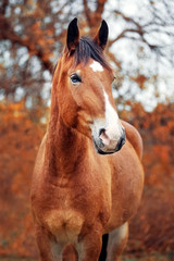 Portrait of a bay belorussian draft horse