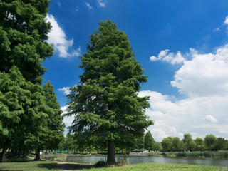 夏空と公園