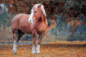 Portrait of a skewbald belorussian draft horse