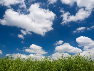 葦原と夏空