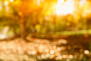 abstract bokeh background of light burst among trees