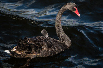 Naklejka premium Black Swan