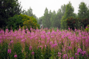 Glade with pink flowers, rain. Flowers willow-herb