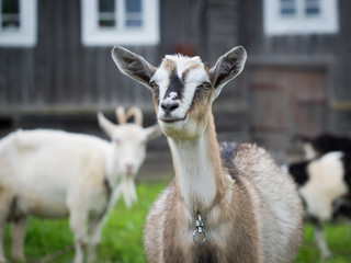Portrait of a smiling goat on a background of an old village house.