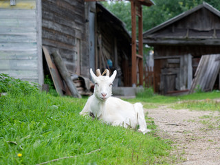 White goat is an old village house.