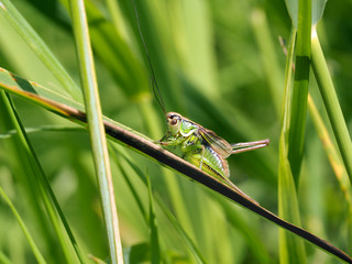 Naklejka premium Green grasshopper in a beautiful green grass