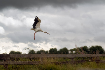 Stork flies over the field. The village, evening, autumn