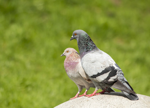 Male and female pigeon on the stone