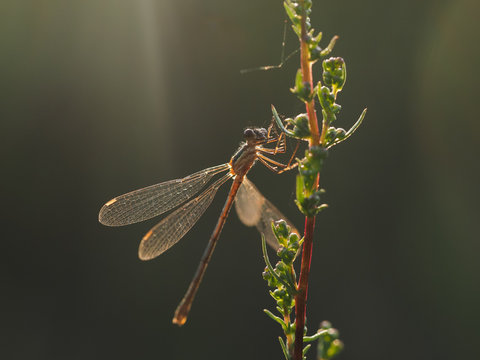 Dragonfly on a branch plant in a sunbeam. Sunset