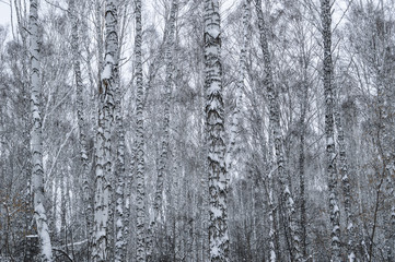 WINTER BIRCH TREES BACKGROUND