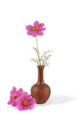 closeup Cosmos Flowers in the clay  pitcher isolated on white. vertical composition