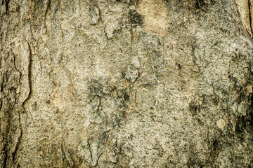 Old wood tree texture background pattern