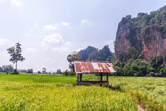 Ban Mung at Noen maprang Phitsanulok Thailand.