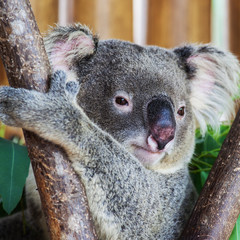 Fototapeta premium koala bear in the zoo at Thailand